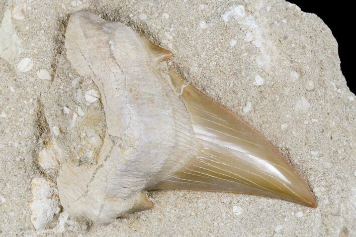 Eocene Otodus Shark Tooth Fossil in Rock - Huge Tooth! #174168